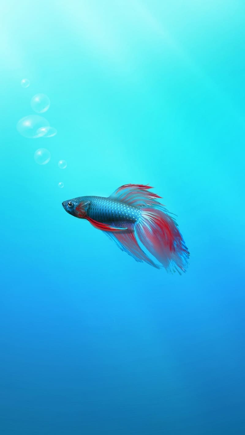 Fish 3d Live Painting Work, fish 3d live, painting work, art work, sea, water, ocean, blue, HD phone wallpaper