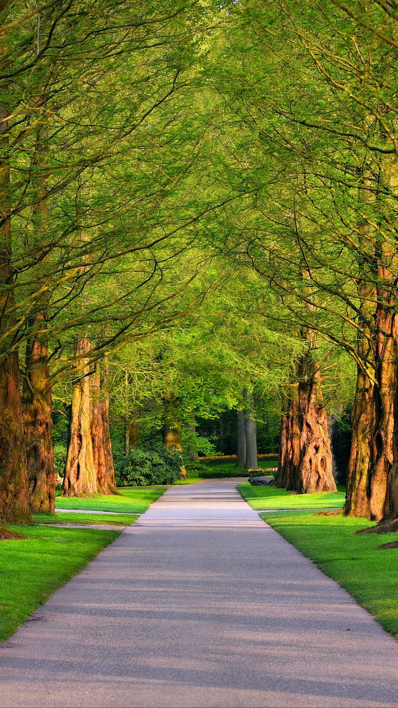 Forest, bonito, green, highway, love, natural, park, street, trees, walk, wild, HD phone wallpaper