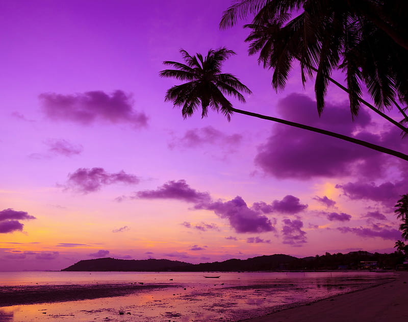 Tropical Sunset Purple Sunset Tropical Sky Sea Palms Hd