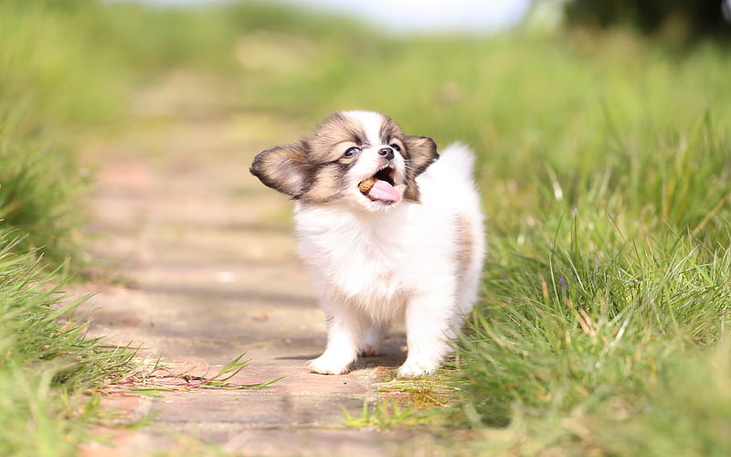 Continental toy spaniel, Papillon, small white puppy, funny dogs, pets, green grass, dogs, HD wallpaper