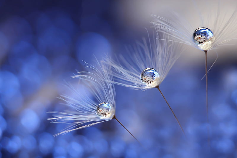 Dandelions and water drops, dandelion, bokeh, trio, water drop, white, blue, fluff, HD wallpaper
