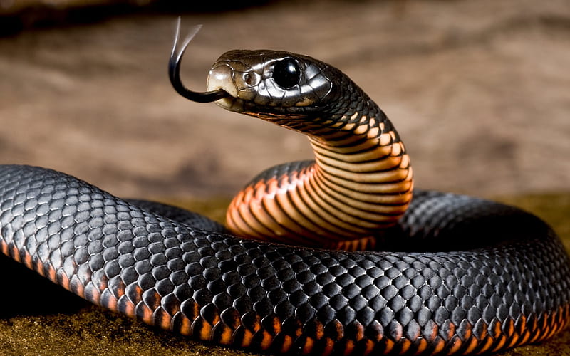 snake, reptile, black snake, HD wallpaper