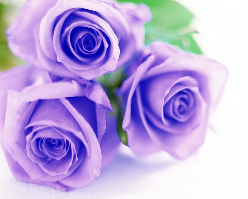 Lilac and blue roses, rose, love, flower, petal, blue, HD wallpaper