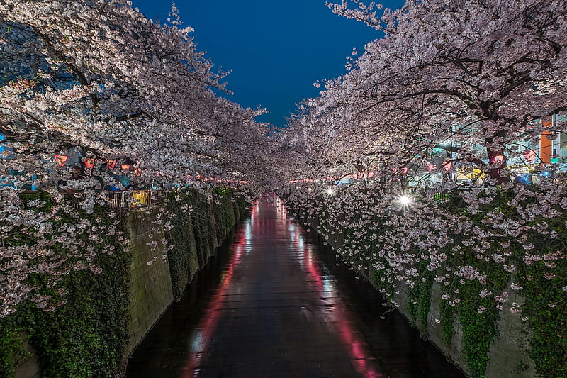 Man Made, Canal, japan, River, Sakura, Tokyo, HD wallpaper