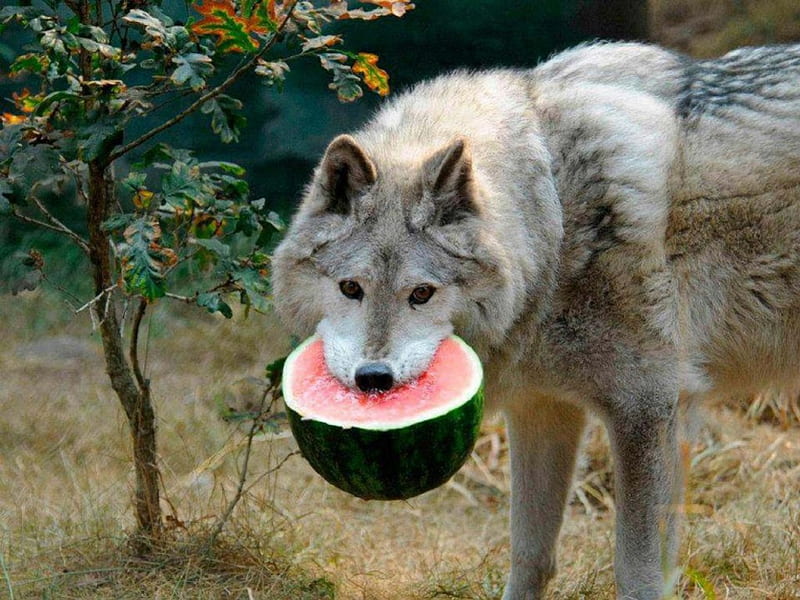 My Watermelon, food, nature, wolf, animals, dogs, HD wallpaper