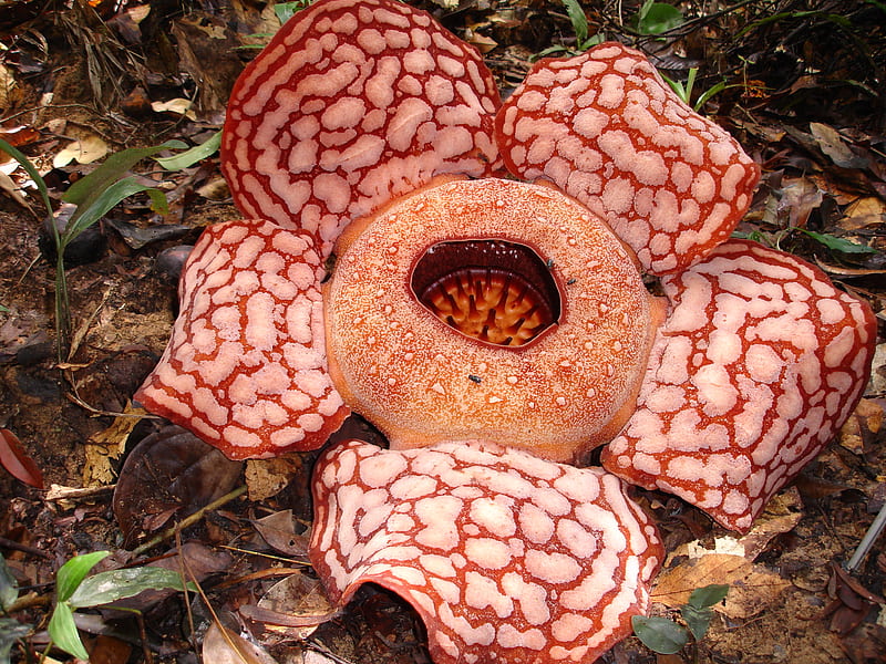 Rafflesia, red, round, big, large, flower, petals, white, enormeous, HD  wallpaper | Peakpx