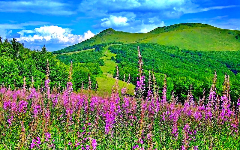 Spring Landscape, pretty, grass, woods, bonito, clouds, splendor, green,  flowers, HD wallpaper | Peakpx