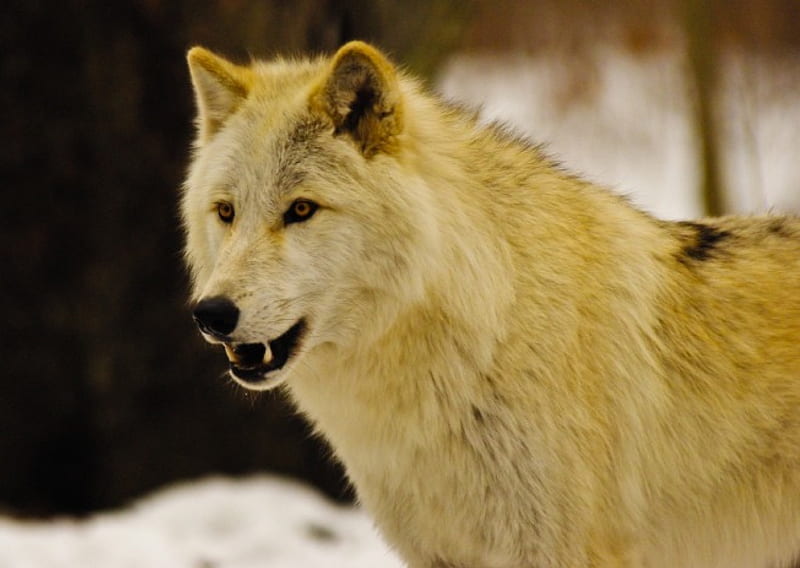 Canis Lupus Arctos, predator, arctic, snow, wolf, wolves, winter, HD wallpaper