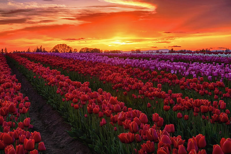 Spring Sunset, red, springtime, orange, Oregon, yellow, bonito, sunset, sky, farm, green, purple, flowers, tulips, field, HD wallpaper