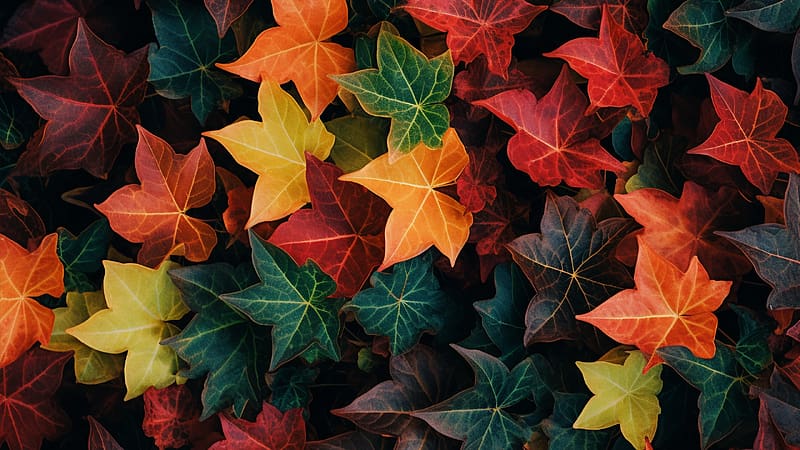 Autumn, green, red, texture, leaf, toamna, orange, colorful, ivy, nature, HD wallpaper