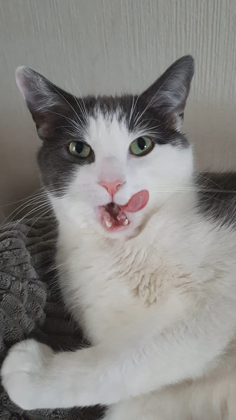 Tongue out Cat, cats, focus, HD phone wallpaper