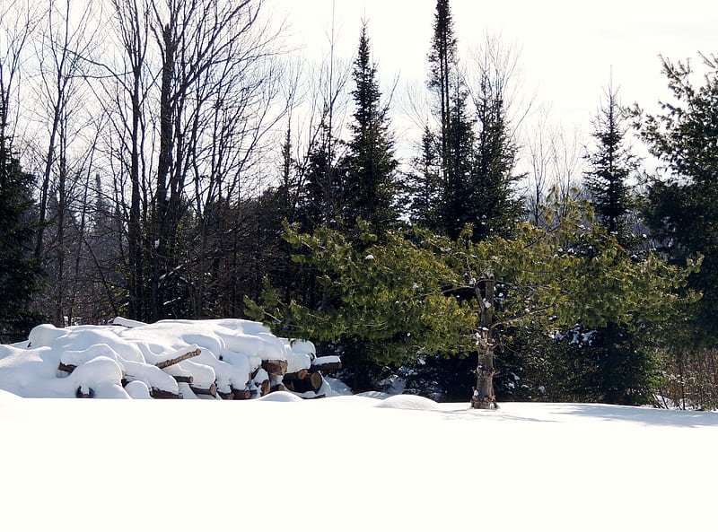 Winter Wood, Winter, Nature, Trees, Sky, Wood, graphy, Snow, HD