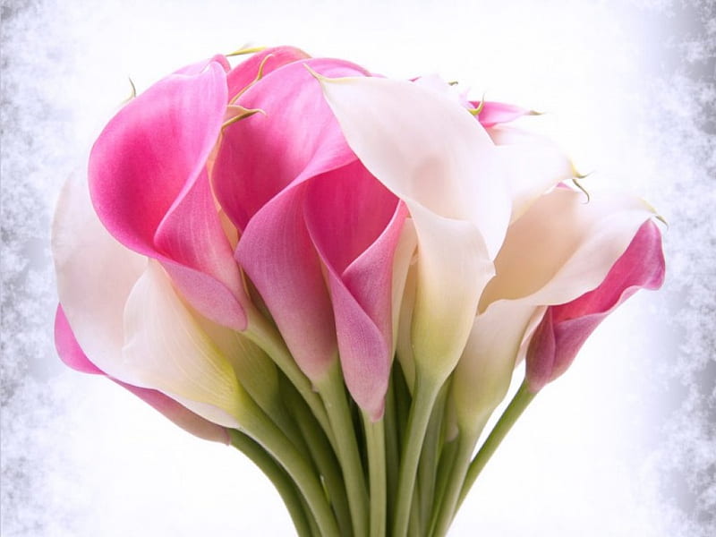 Cala belleza, calas, flores, blancas, rosas, Fondo de pantalla HD | Peakpx