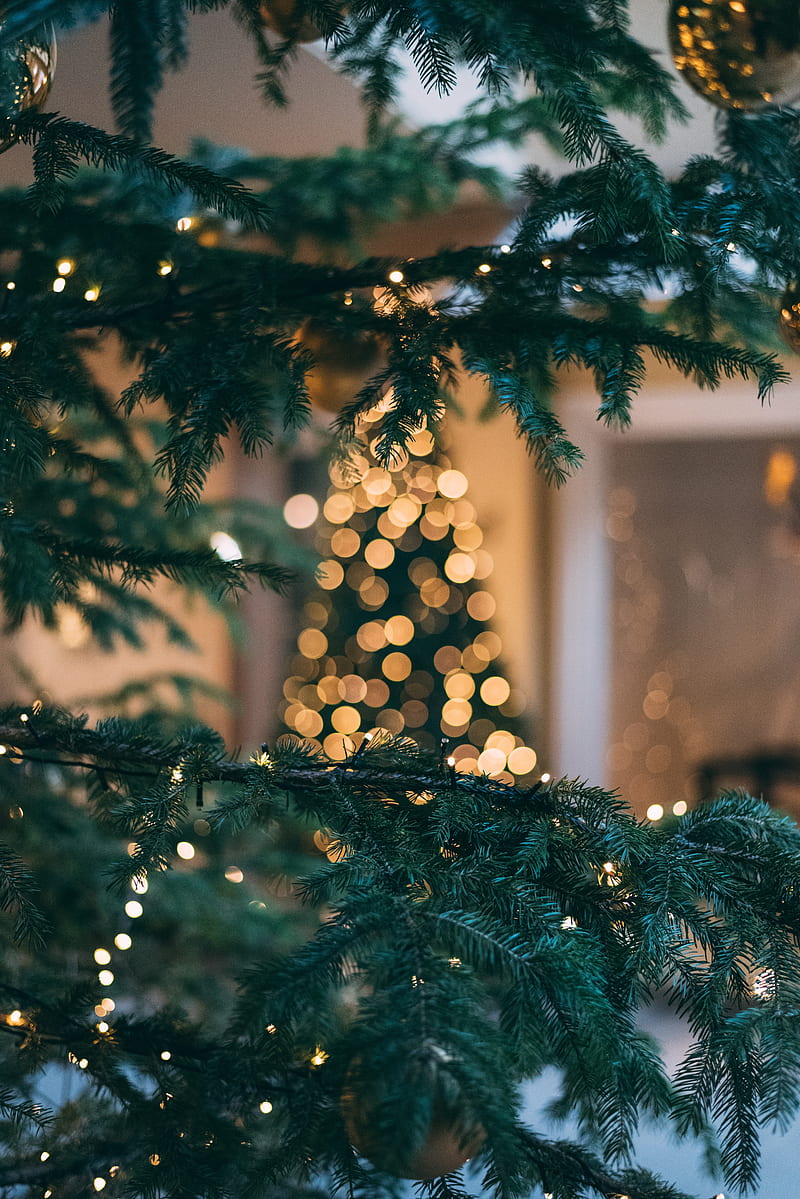 christmas tree, new year, christmas, glare, bokeh, branch, spruce, HD phone wallpaper