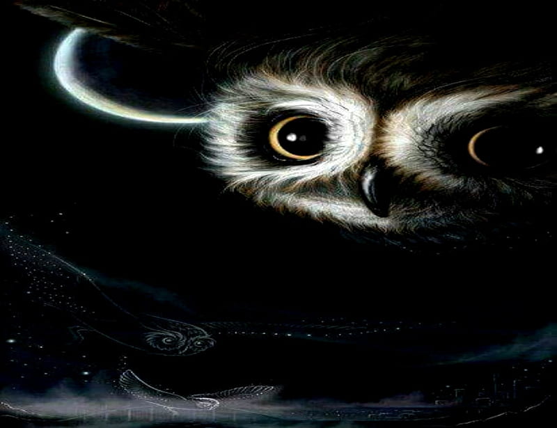 Owls In Flight, Yellow, Black, Ows, Three Owls, FLight, Eyes, HD wallpaper