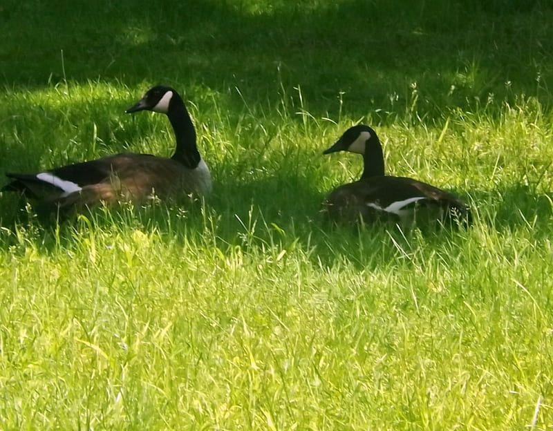 Rest Stop, geese, green, grass, black, yellow, HD wallpaper