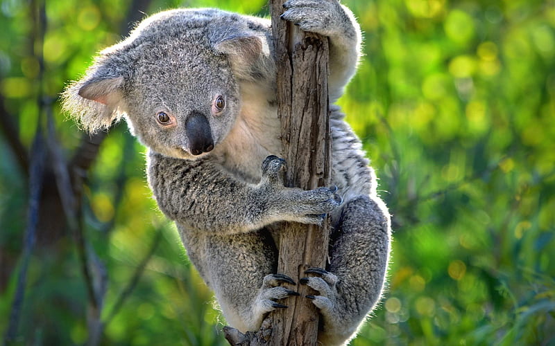 Koala, marsupial, tree, Australia, cute animals, HD wallpaper