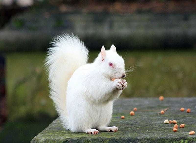 Albino Squirrel, Table, Animal, Squirrel, Peanuts, Albino, HD wallpaper