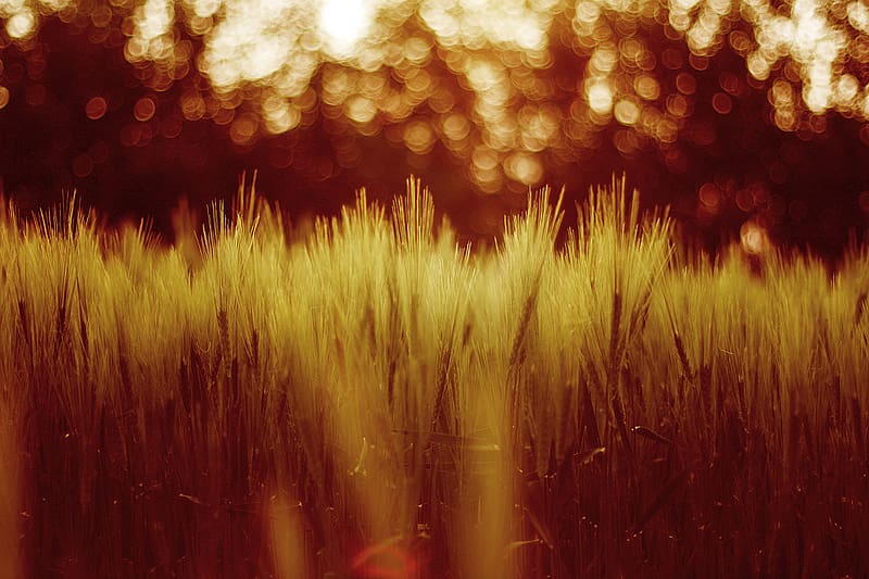 Nature, Wheat, Plant, Blur, Fall, , Field, Bokeh, HD wallpaper