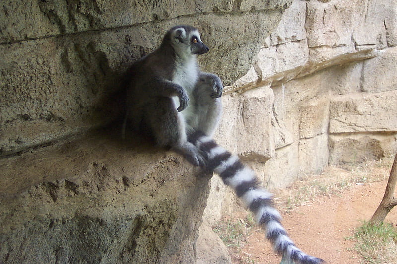 Ring tail Lemur, rings, cute, monkey, primate, tooth brushes, my favorite, banana, HD wallpaper