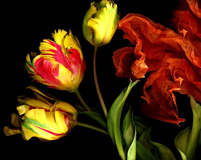 Dance of the tulips, green twisted black background, red, orange, yellow, tulips, HD wallpaper