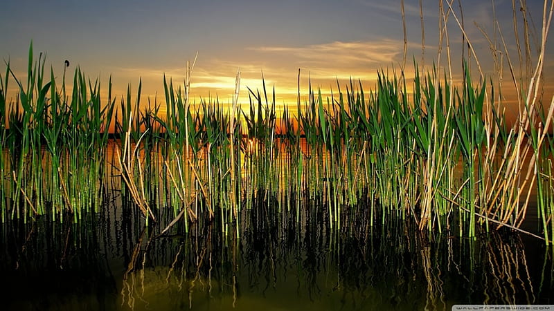 cattails in pond, pond, sunset, cattails, reflection, HD wallpaper