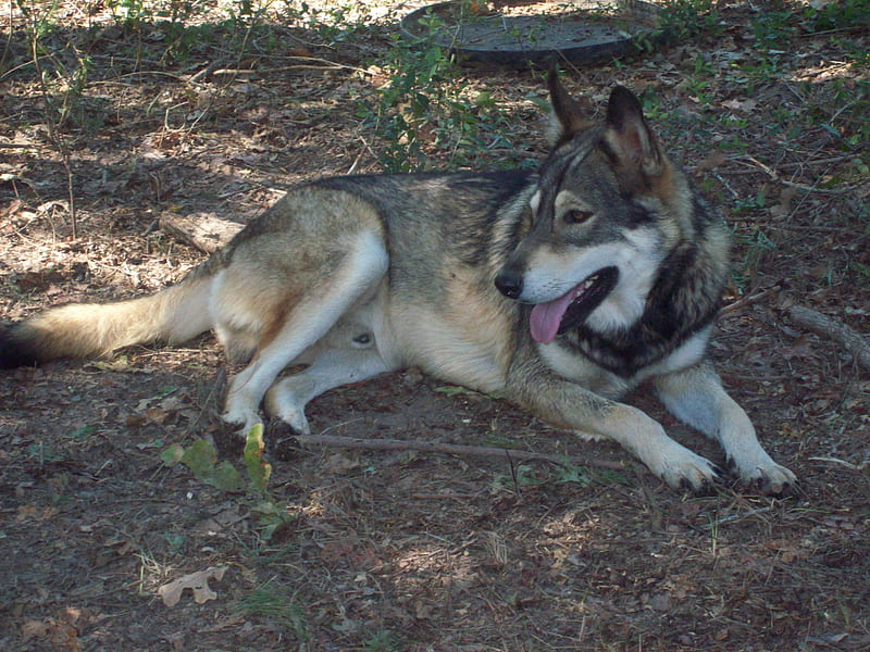 Beautiful Wolf, cunning, grey, bonito, wolf, majestic, dog, canine, HD wallpaper