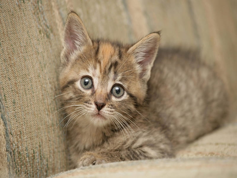 Beige kitten, cats, animals, HD wallpaper