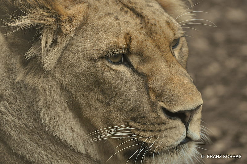 lion, raubtiere, cats, loewin, HD wallpaper lion, raubtiere, cats, loewin, HD wallpaper