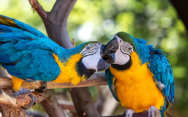 Blue-and-yellow macaw, beautiful parrots, tropical birds, parrots, blue-and-gold macaw, HD wallpaper