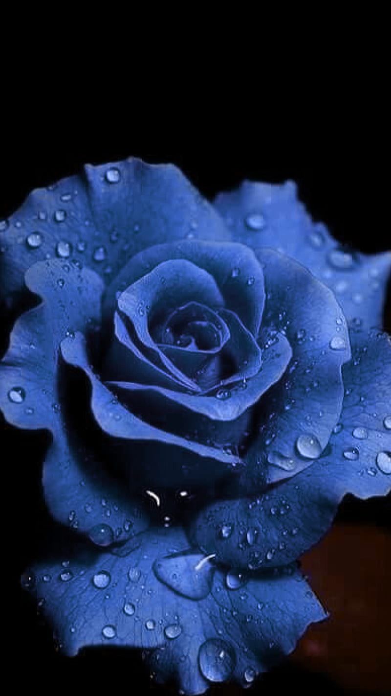 Blue rose, flower, love, waterdrops, HD phone wallpaper | Peakpx