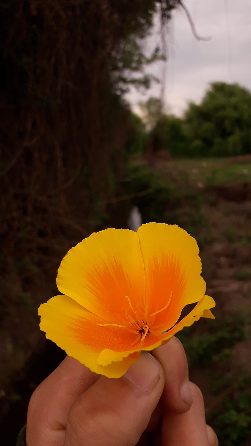 Flor naranja, flowers, yellow, HD mobile wallpaper | Peakpx