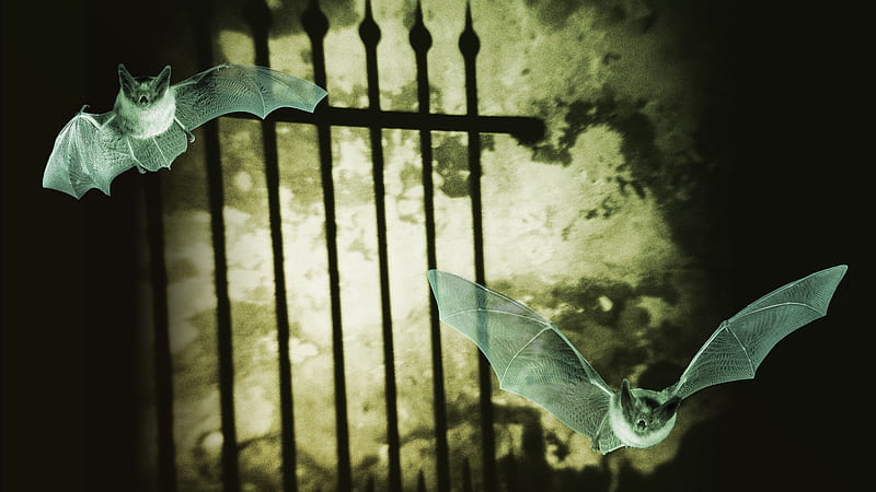 Batty Bat and a Friend, spooky, bats, scary creepy, bat, frightening, eerie, batty, HD wallpaper
