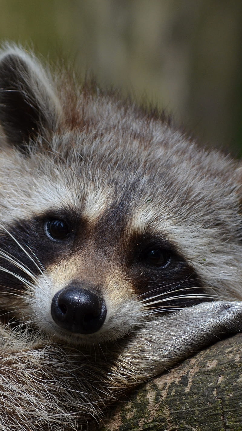 Wild Racoon , animal, snout, raccoon, cute, wild racoon, HD phone wallpaper