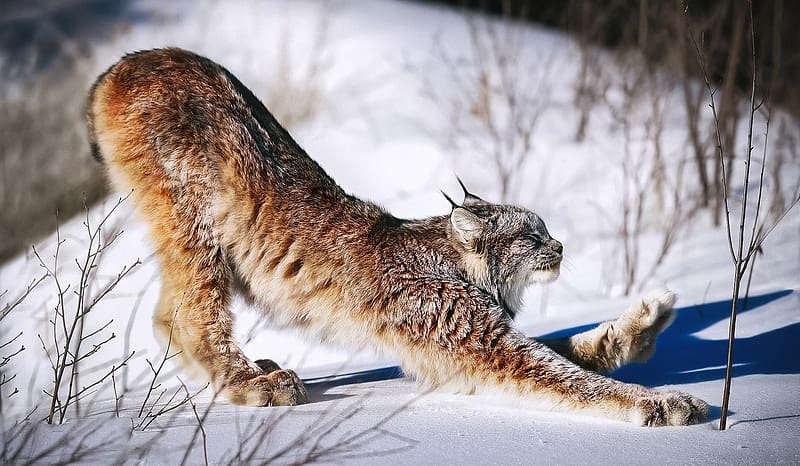 Canadian lynx, snow, canada, lynx, feline, HD wallpaper