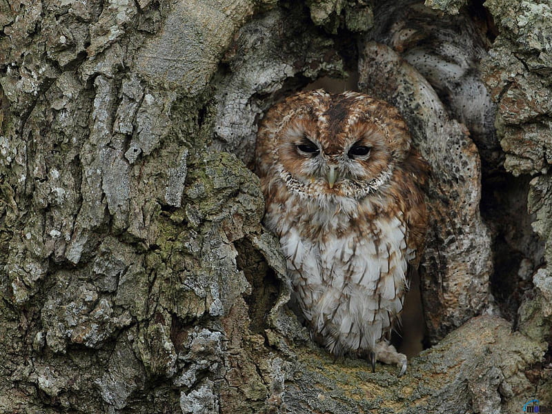Tawny owl in hollow tree, owl, hollow, tree, bird, HD wallpaper