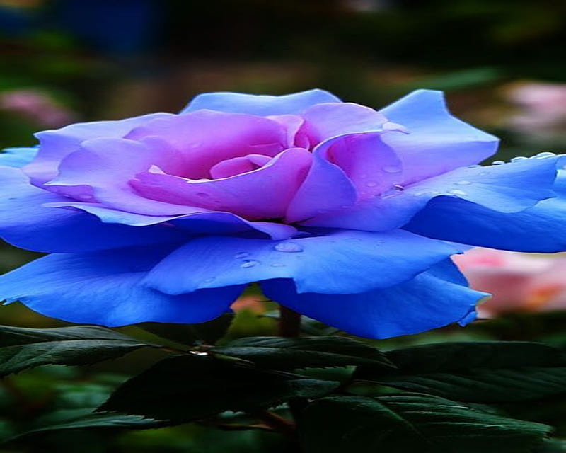Rose, blue, flower, nature, HD wallpaper | Peakpx