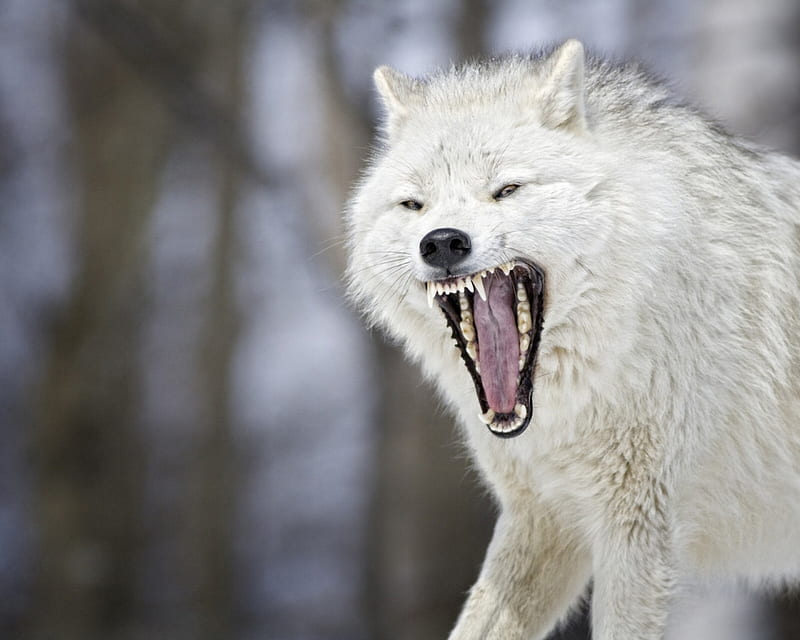 Angry White Wolf, mouth, beast, wolf, white, animal, HD wallpaper
