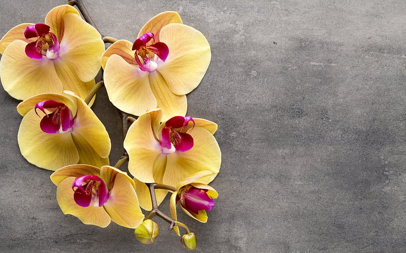 branch of orchids, yellow orchids, tropical flowers, orchids, HD wallpaper