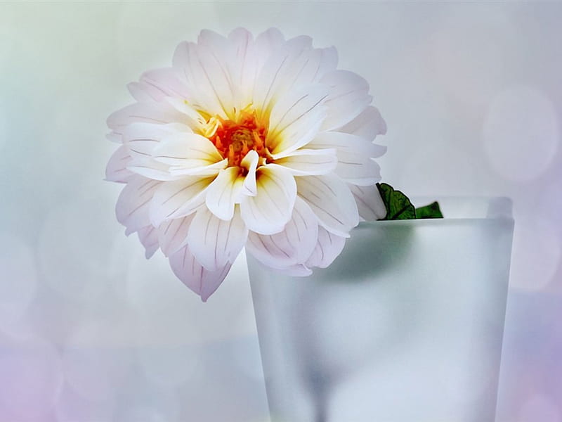 White Style, vase, flowers, white, dahlia, HD wallpaper | Peakpx