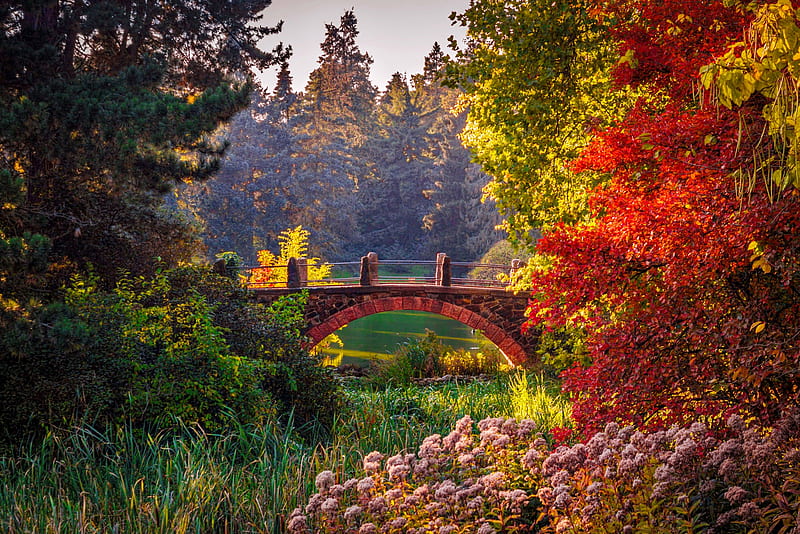 Autumn in Germany, colorful, fall, autumn, botanical, park, trees, lake, pond, leaves, bridge, garden, season, Germany, HD wallpaper
