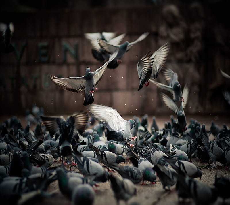 Bonito, beauty, pigeon, HD wallpaper | Peakpx