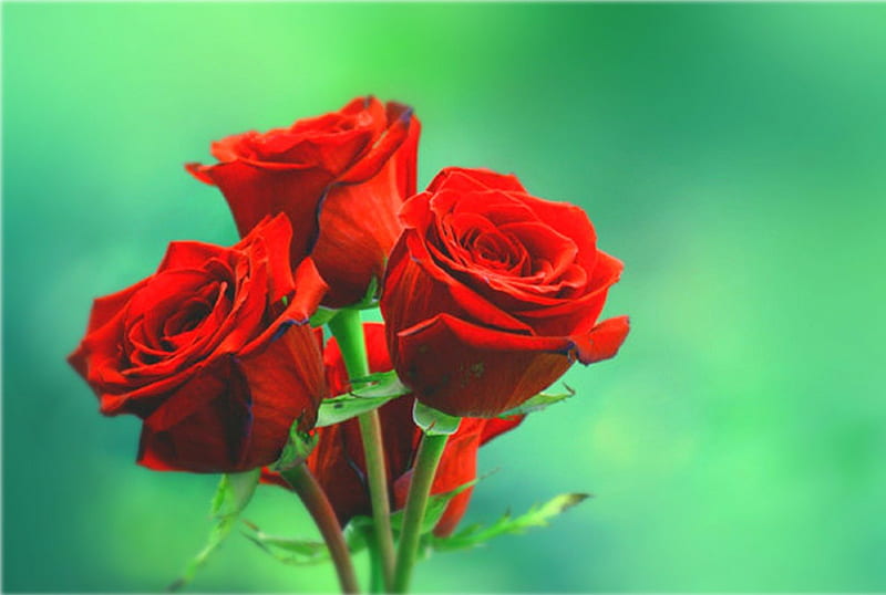 lindas rosas, red, flowers, bonito, rosas, HD wallpaper