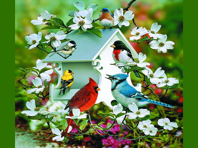 Spring birds, robin, colors, finch, bluebird, chickadee, birdhouse, flowers, white, jay, cardinal, HD wallpaper