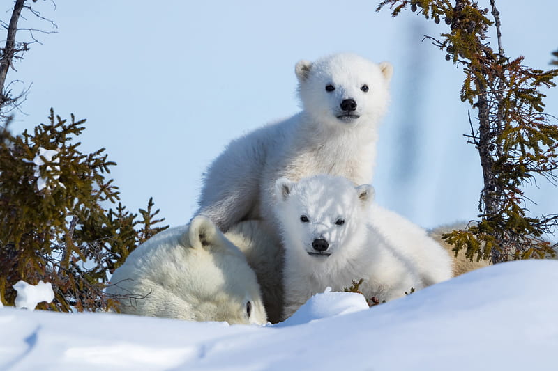Bears, Polar Bear, Baby Animal, Cub, Snow, Wildlife, predator (Animal), HD wallpaper