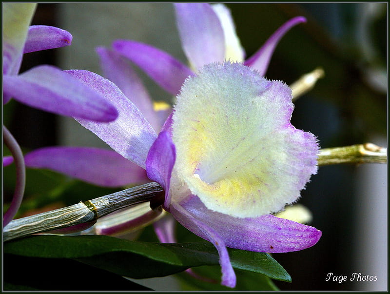 Orchid, orhidee, alb, flower, purple, flower, nature, orquidea, flori, lila, white, HD wallpaper