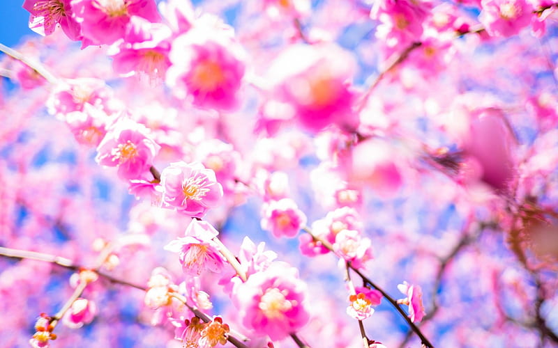sakura, cherry blossom, japan, cherry garden, pink spring flowers, cherry branches, HD wallpaper