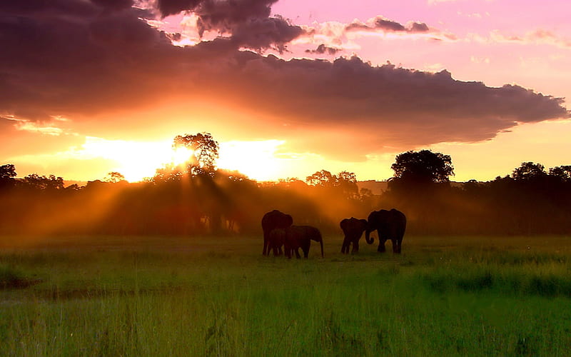 HERD of ELEPHANTS, Bing, elephants, Kenya, sunset, field, HD wallpaper