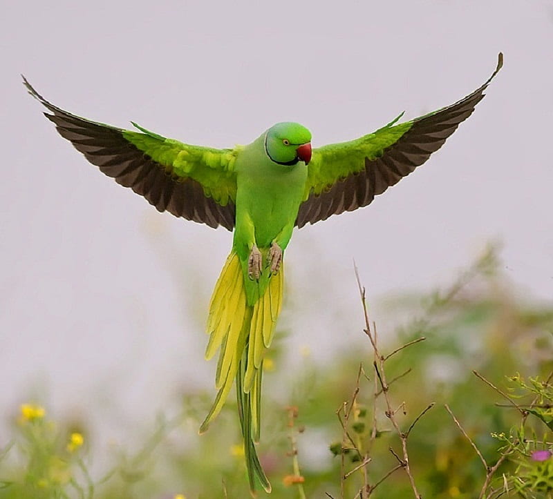 Big Hug For My Friends!!!!, cute, wonderful, lovely, green, parakeet, sweet, HD wallpaper