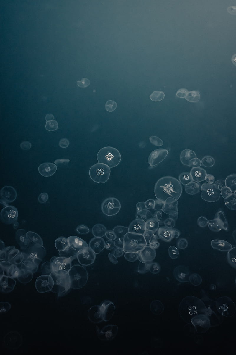 jellyfish, water, underwater, gray, HD phone wallpaper